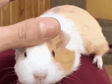 出远门宠物怎么带走,最全托运宠物指南来了