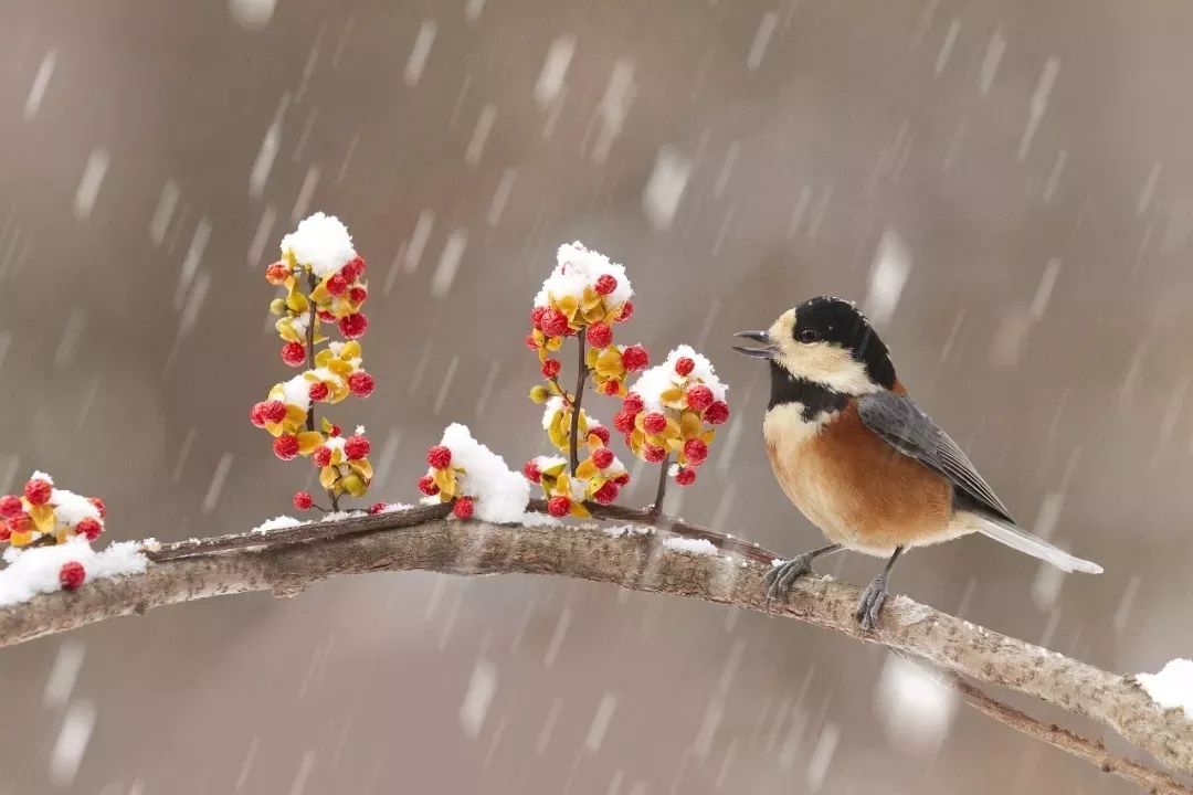 大雪飘飘朗读,大雪飘飘白皑皑