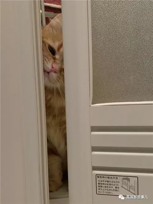 喵星人的日常图片大全,最好看的喵星人图片