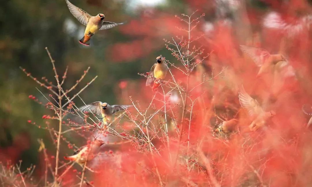 瞒不住了!昌平天空划过一群“小精灵”!可爱的那种!