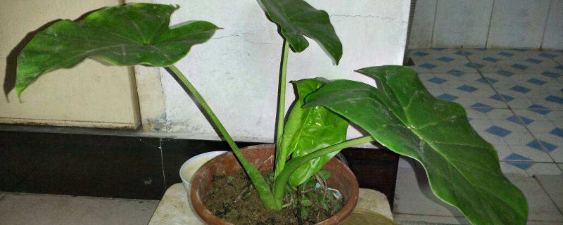 滴水观音生虫怎么消除,滴水观音土壤生虫