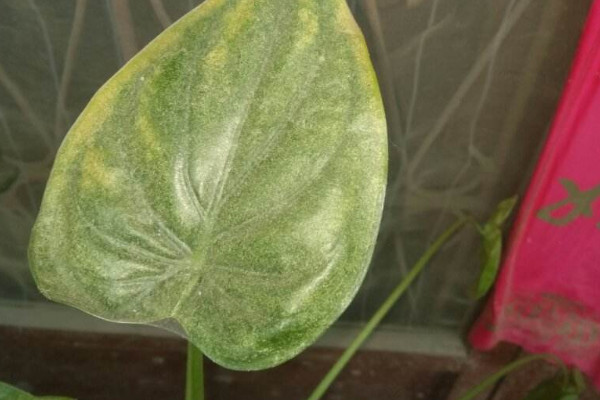 滴水观音生虫怎么消除,滴水观音土壤生虫