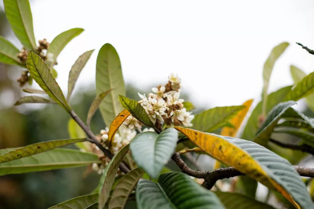 向大学蜂蜜研究所定制了一罐枇杷冬蜜，甜甜润润杏仁香