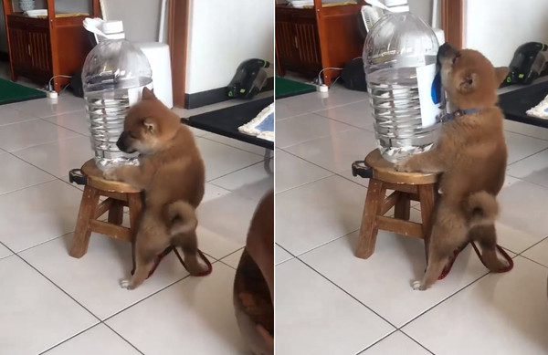 胡麻汪抱水桶*体下**「谜之抖动」　她看傻眼：才2个月大...