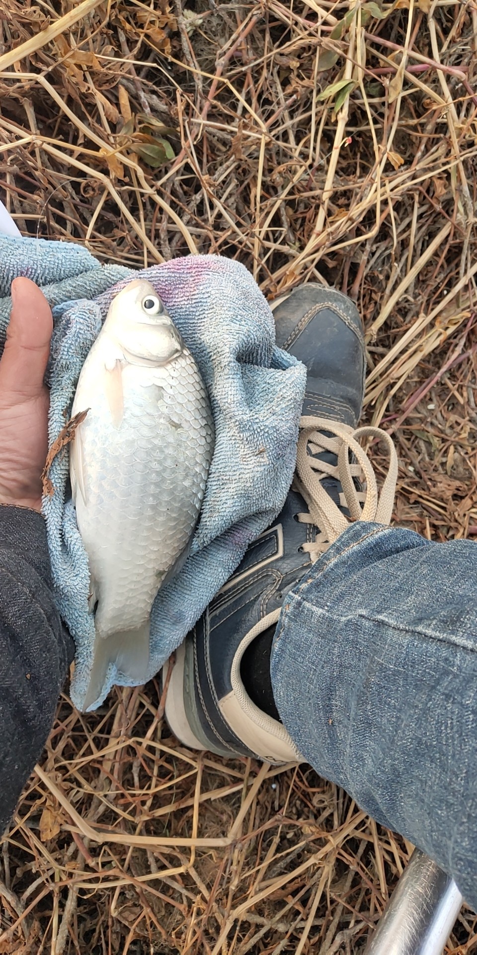 沙河钓大板鲫,沙河钓乌龟