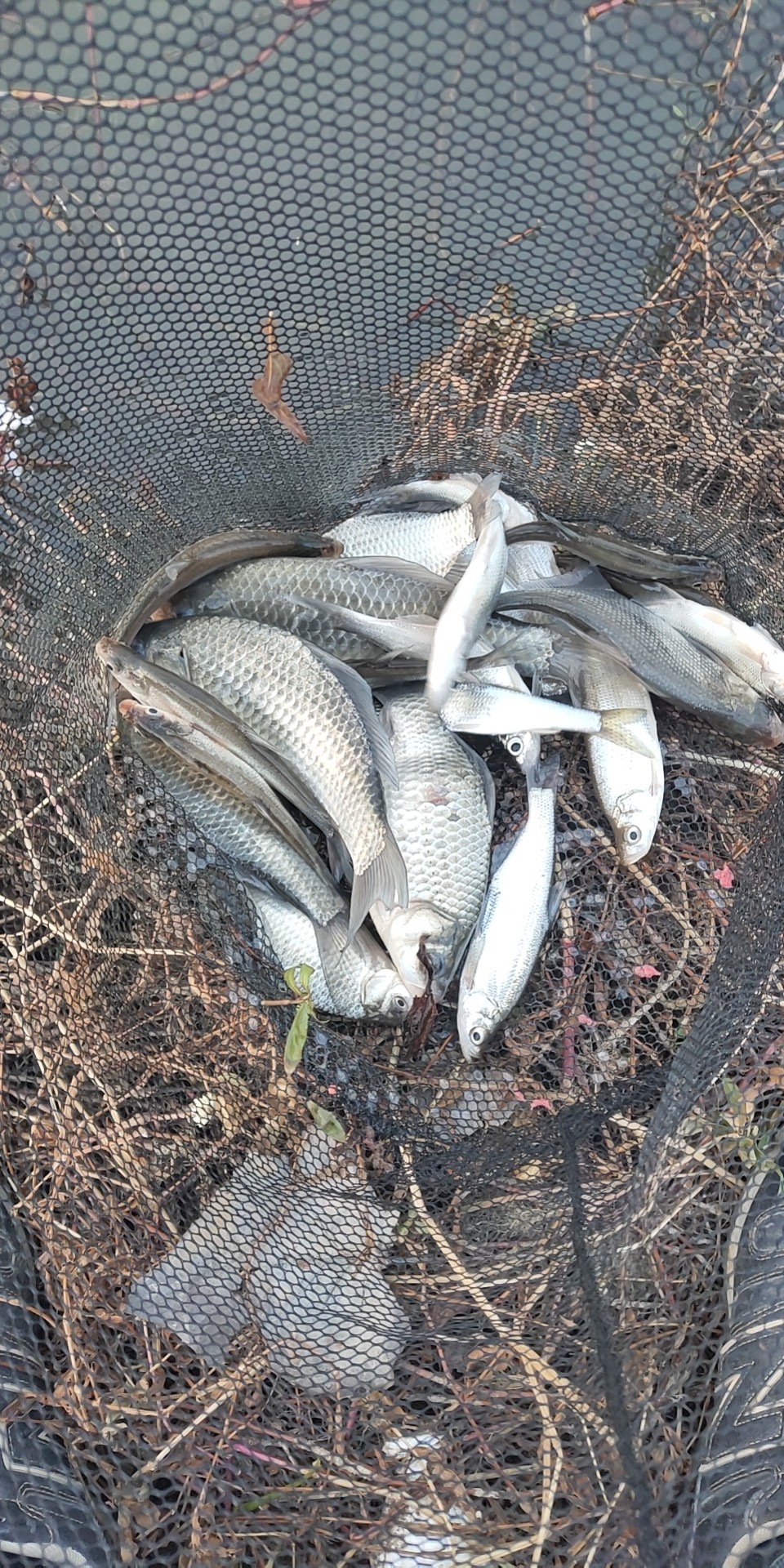 沙河钓大板鲫,沙河钓乌龟