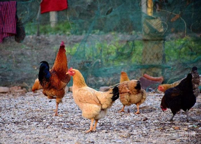 大平原（八十一）|养鸡趣话