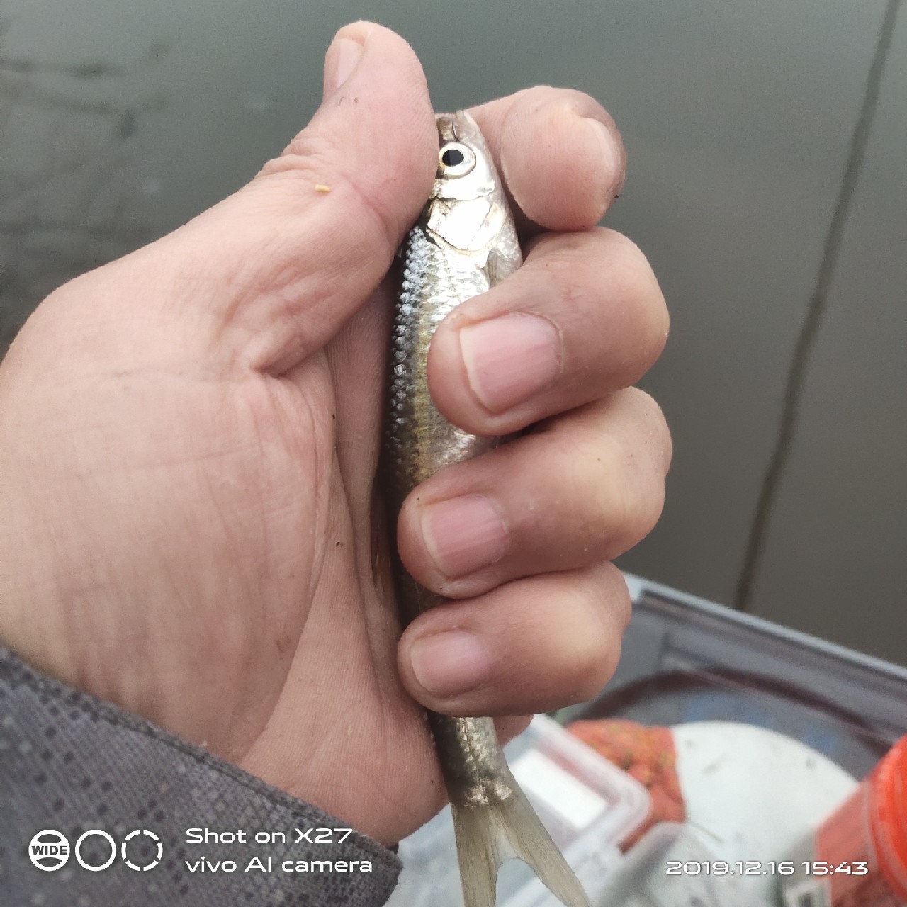 春天小雨天钓鲫鱼技巧和方法,钓鲫鱼的正确方法与技巧