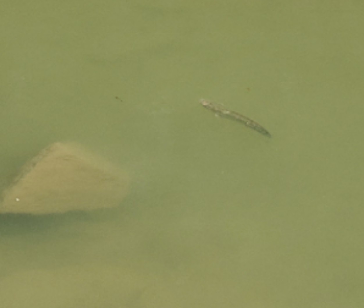 路亚打竿新手入门教程,新手路亚打翘嘴视频教程