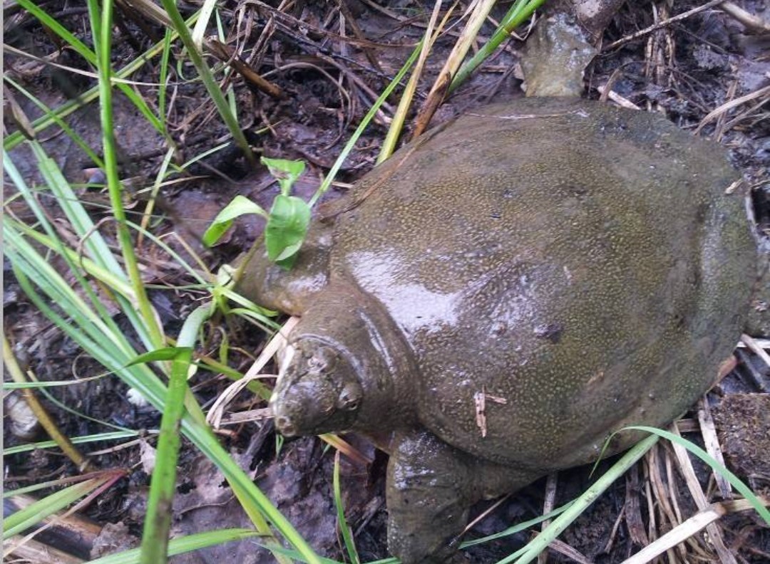 鱼有鱼路鳖有鳖道，详谈甲鱼生活习性和野钓技巧