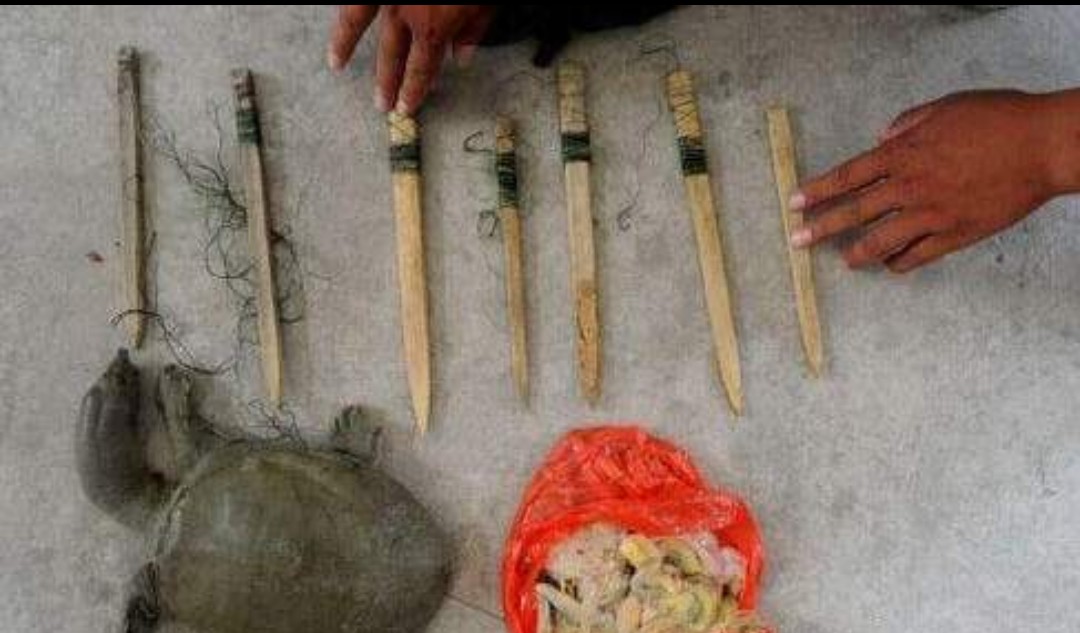 鱼有鱼路鳖有鳖道，详谈甲鱼生活习性和野钓技巧