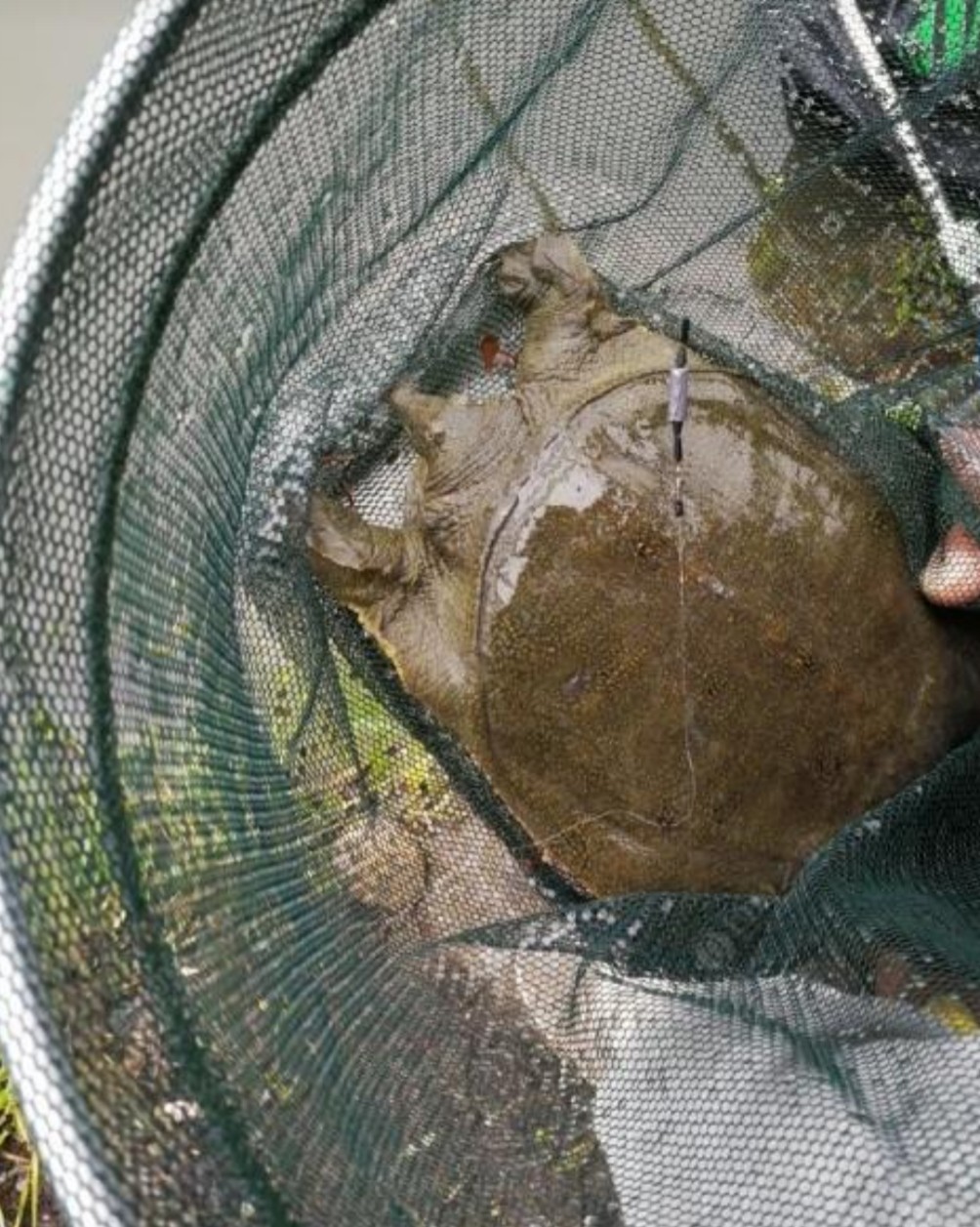 鱼有鱼路鳖有鳖道，详谈甲鱼生活习性和野钓技巧