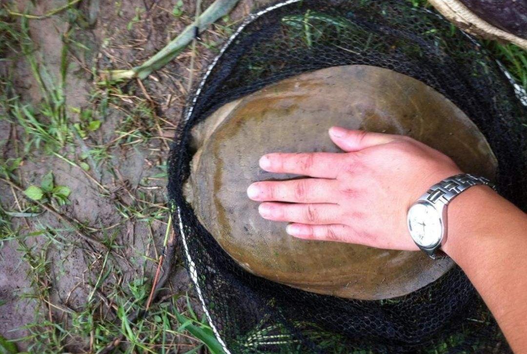 鱼有鱼路鳖有鳖道，详谈甲鱼生活习性和野钓技巧