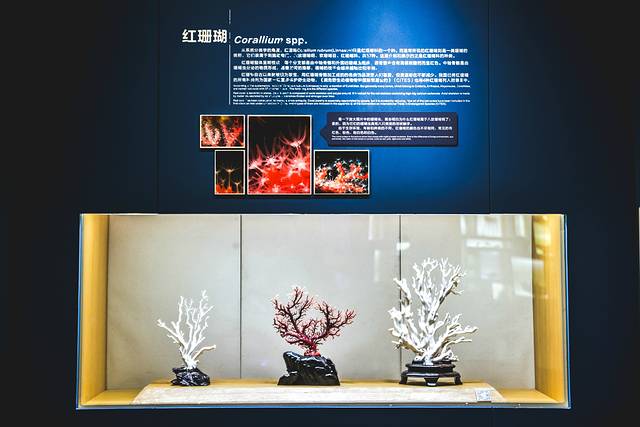 猝不及防闯入你的容颜｜你好，青岛