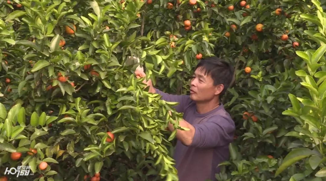 大新镇沙糖桔丰收视频,迳口沙糖桔采摘园