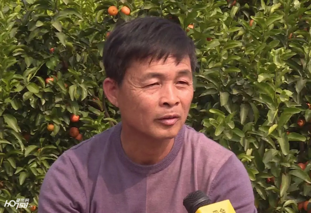 大新镇沙糖桔丰收视频,迳口沙糖桔采摘园