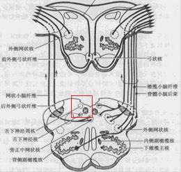聊一聊舌下神经周核：一组与平衡功能息息相关的核团丨“晕”筹帷幄