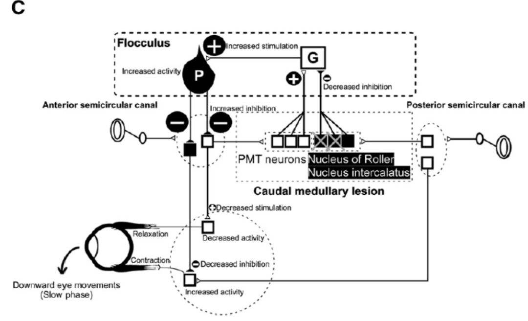 聊一聊舌下神经周核：一组与平衡功能息息相关的核团丨“晕”筹帷幄
