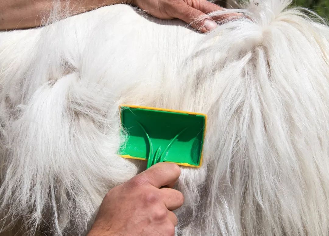 超黑科技“火山”被，薅光澳大利亚的羊毛，冷冬也能睡出“岩浆”热