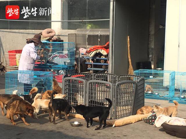 苏州小动物保护协会领养流程,苏州小动物保护协会救助