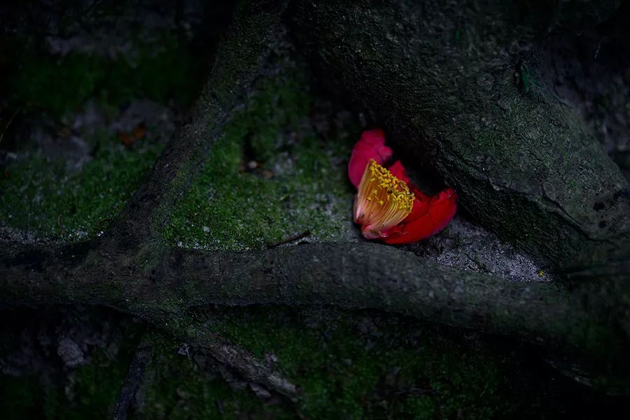 天涯咫尺，如见故人|2019小林摄影总结