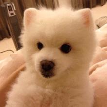 狗狗太活泼不粘人怎么办,狗狗太活泼有多动症怎么办