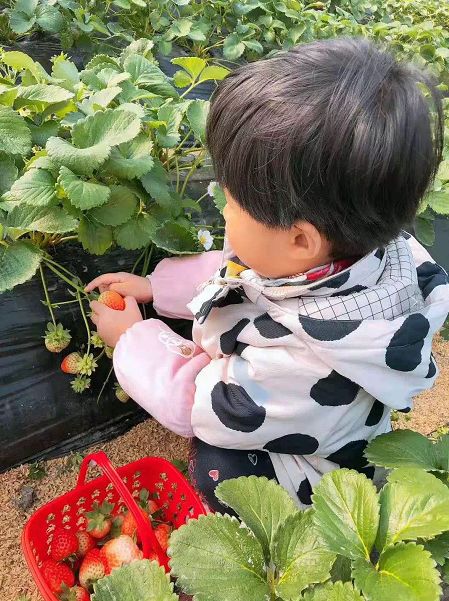最便宜的草莓采摘方法,草莓采摘攻略怎样摘下来