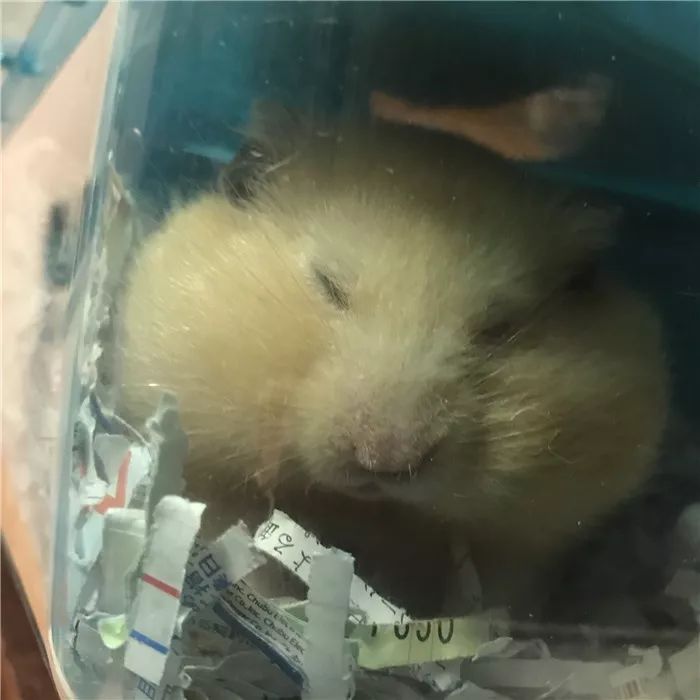 日推网友鼠年仓鼠腮帮子大赛，满屏圆滚滚毛茸茸敲可爱