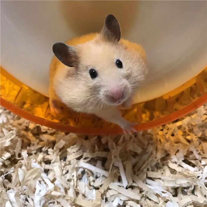 日推网友鼠年仓鼠腮帮子大赛，满屏圆滚滚毛茸茸敲可爱