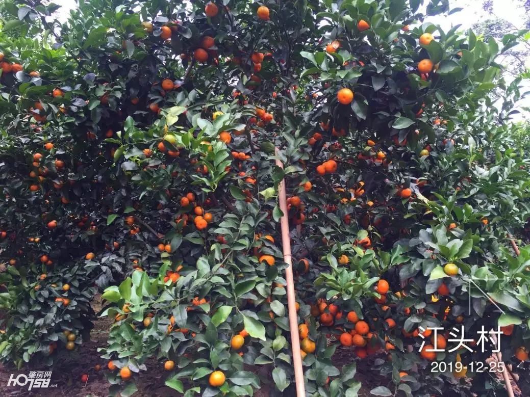 四会仓丰沙糖桔批发价格,四会哪里的沙糖桔比较好