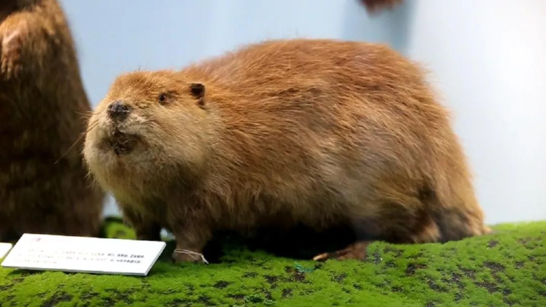 鼠目寸光是什么来历,鼠目寸光是什么原因