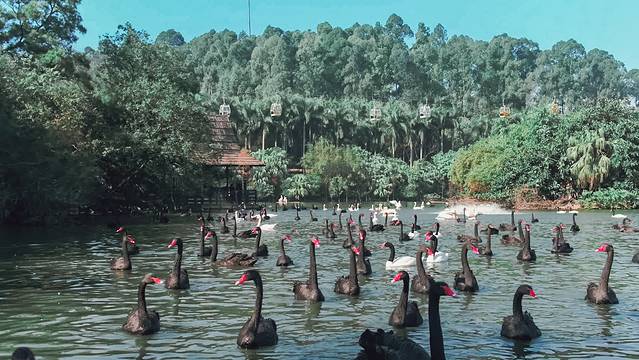 广州长隆野生动物世界旅游攻略,暖冬长隆3天2晚