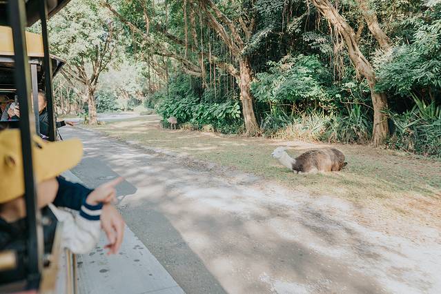 广州长隆野生动物世界旅游攻略,暖冬长隆3天2晚