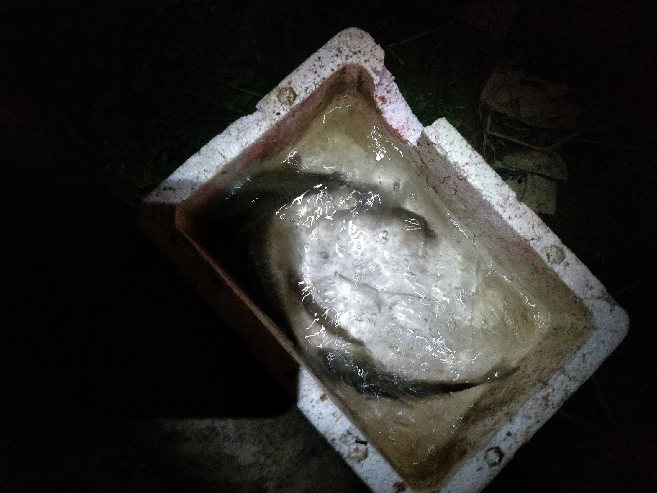 原来钓鲫鱼的诀窍在这里,春钓鲫鱼用什么饵料最好