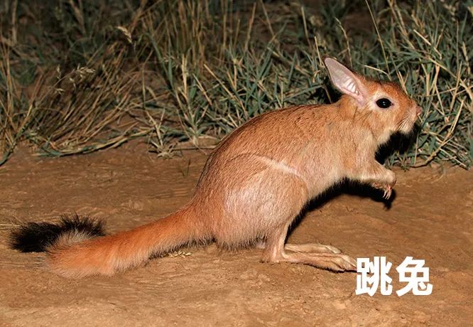 关于鼠的正确认识,鼠的冷知识