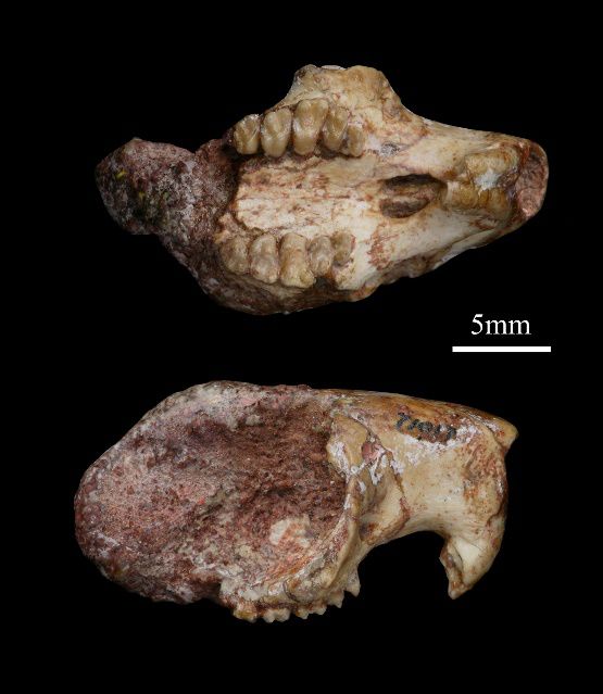 属鼠初一到三十,属鼠生在初一好吗