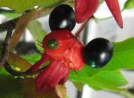 植物与植物之间发生的故事三年级,植物相爱相杀