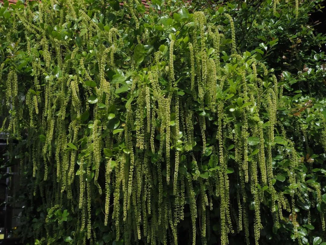 植物与植物之间发生的故事三年级,植物相爱相杀