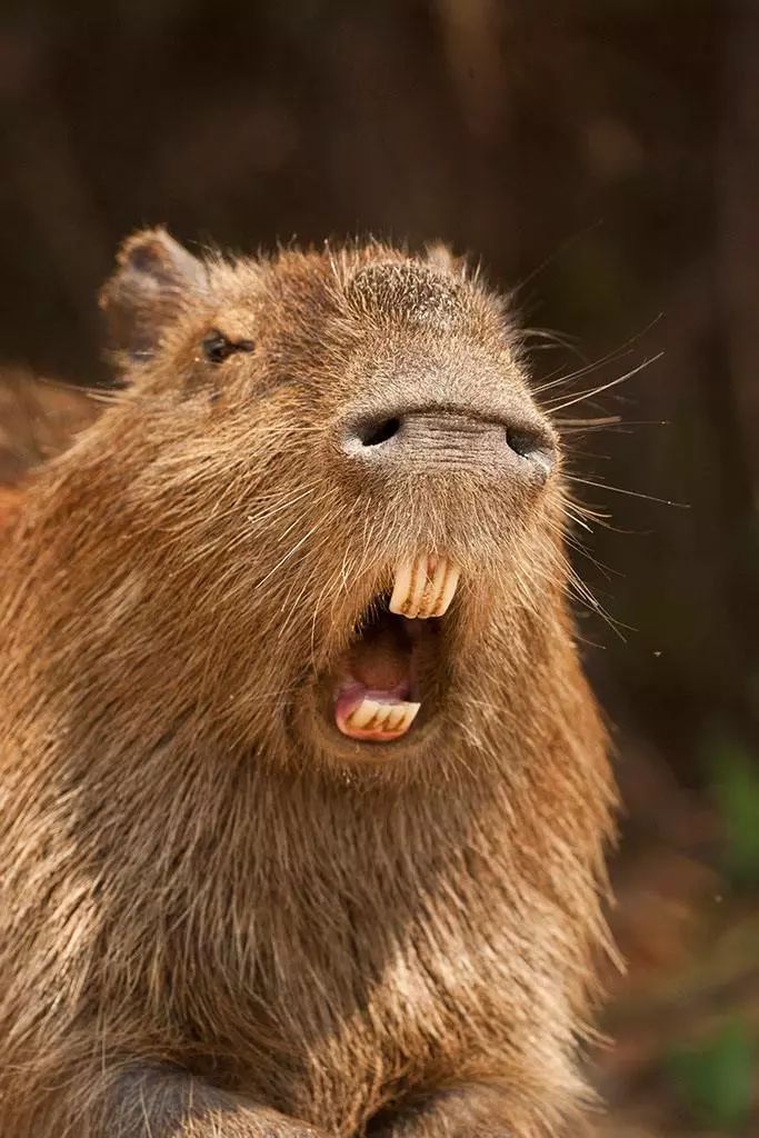 现在最大的巨鼠,史上第一巨鼠体型强壮如牛