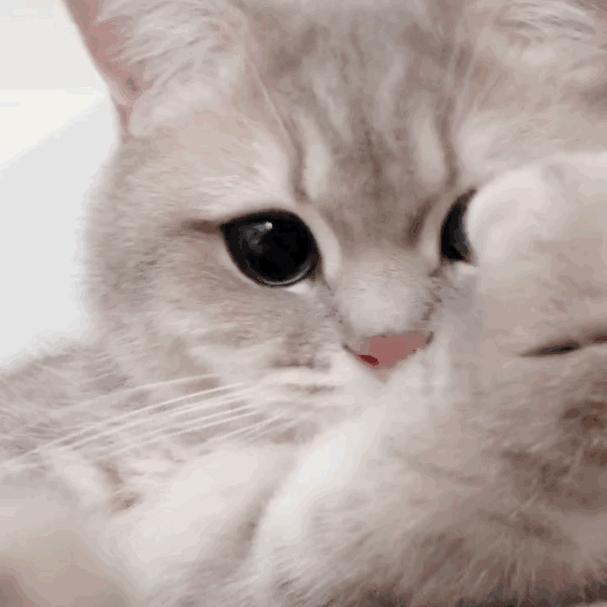 50双加绒运动鞋,100-200百搭运动鞋