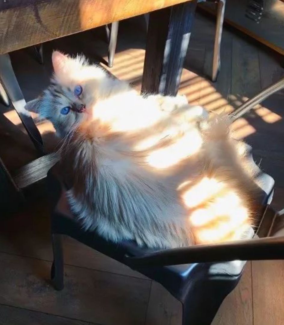 继承老佛爷遗产的猫怎么样了,老佛爷的猫咪现在怎么样了