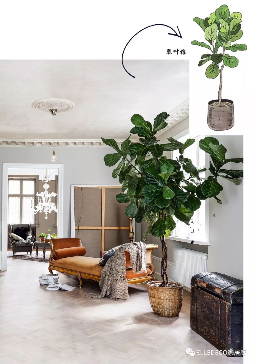 有什么好看的网红植物推荐,这三种网红植物家中必备你养了吗