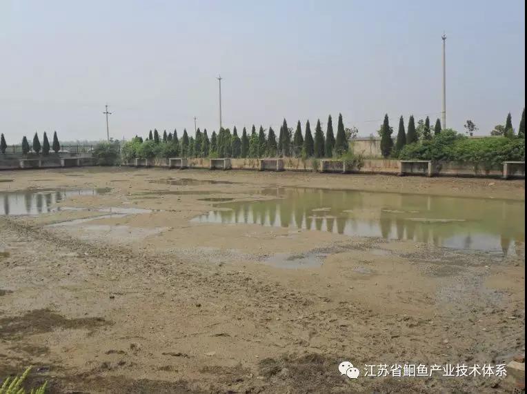 斑点叉尾鮰鱼苗培育技术,斑点叉尾鮰鱼种春季放养技术要点