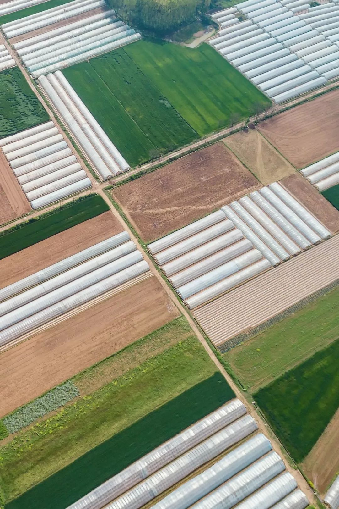 按吨起步支援湖北的蔬菜，背后是世界第一硬核蔬菜大国
