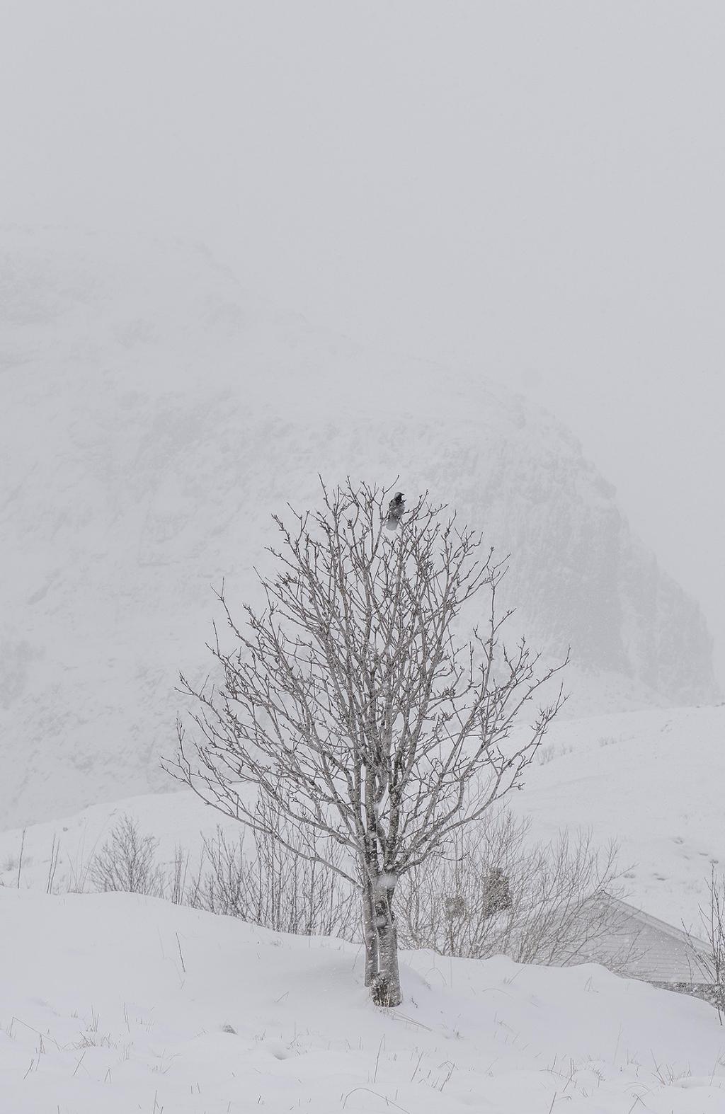 罗弗敦群岛旅行攻略,罗弗敦群岛游记