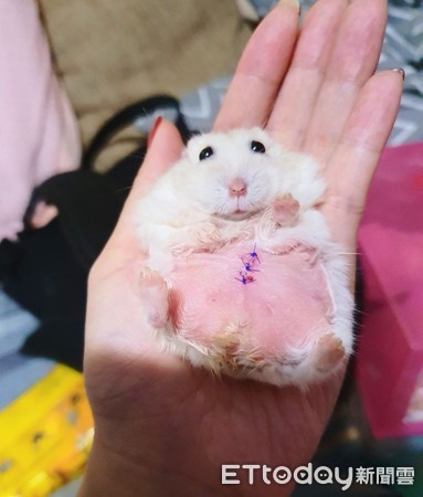 仓鼠结扎露粉红嫩肚 举起小手打招呼