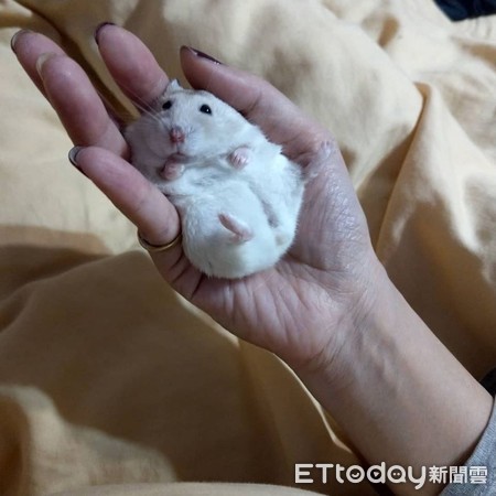 仓鼠结扎露粉红嫩肚 举起小手打招呼