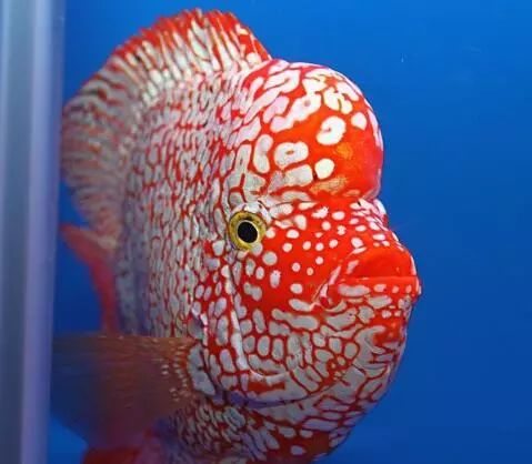 坦干喀伊湖纪录片全集,坦干伊喀湖图片