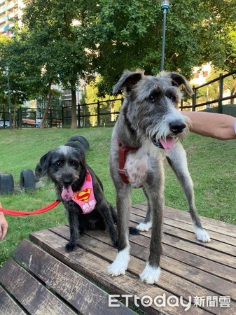 领养白色小狗原视频,高地白梗犬收养