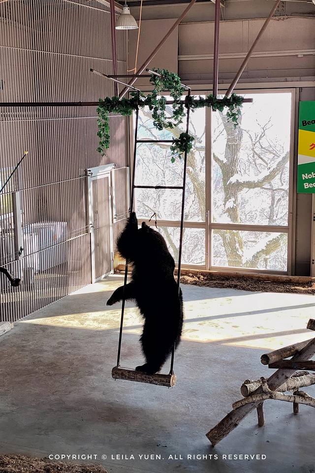 现在去日本买口罩,去日本买口罩日购